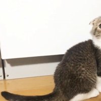 座って鳴く猫