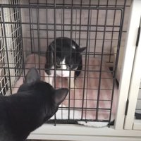 ケージの中の猫と外にいる猫