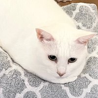 餅に顔がついたような白猫ちゃん