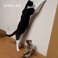 虫を見つけた2匹の猫