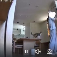 テーブルに乗る猫