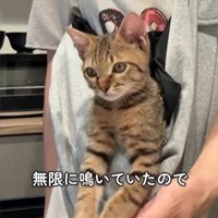 抱っこ紐に入った子猫の前足に触れる飼い主