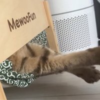 ベッドで寝ている猫
