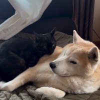 横になる犬と猫