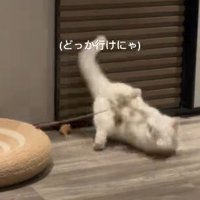 転がる猫