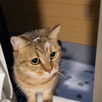 頭に雪を乗せて