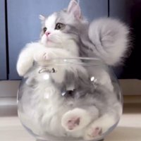 猫鉢に入った猫
