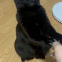 一緒に遊ぶ猫