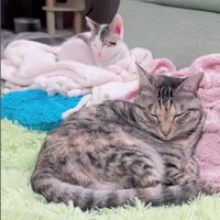 寝ている猫と子猫