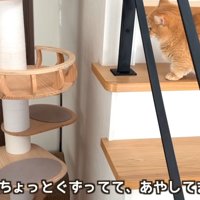 階段から赤ちゃんを見ている猫