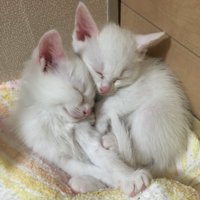 くっついて眠る2匹の子猫