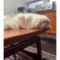 テーブルの上にいる猫