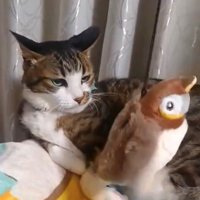 画面右方向へ動くすずめを冷たい目で見つめる猫