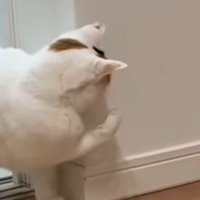 壁際で右手を上げる猫（アップ）