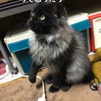 見上げて座る猫
