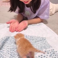 女の子に向かって歩く子猫