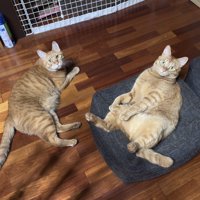 くつろぐ2匹の猫