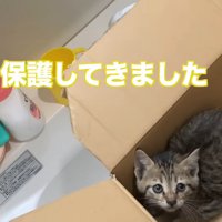 箱の中にいる子猫
