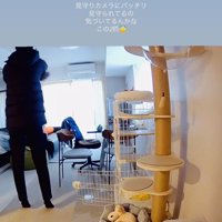 パパに抱っこされる保護猫