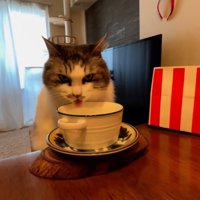 見つめながら水を飲む猫