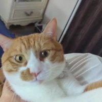 飼い主に抱っこされる猫