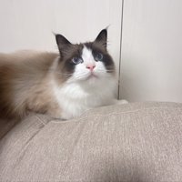 伏せの姿勢で見上げる猫