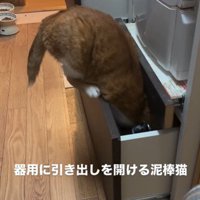 引き出しを開けている猫