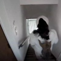 背中に張り付く猫