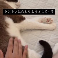 横たわっている猫とお尻を触っている飼い主の手（尻尾下がっている）