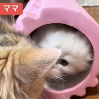 「ママ」のテロップ写真