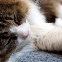 寝ている猫の顔