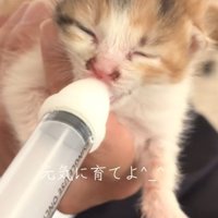 ミルクを飲む子猫