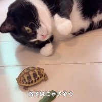 亀を眺める猫
