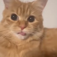 舌をしまい忘れている猫