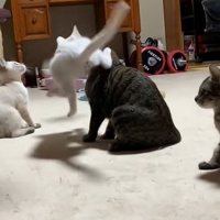 白い猫に足で蹴られるキジトラ猫