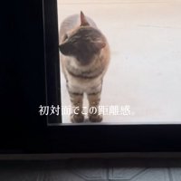 玄関の匂いを嗅ぐ猫