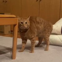テーブルの横に立つ猫