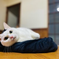 横になる猫