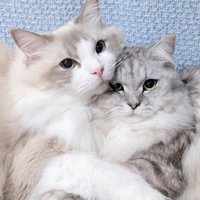 カメラ目線で抱き合う2匹の猫