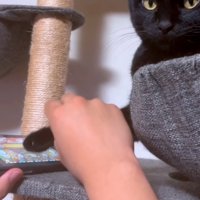 太鼓の達人をする猫の手