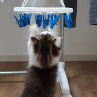 万歳する猫