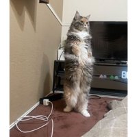二足立ちしている猫