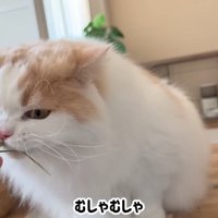 猫草を食べる猫