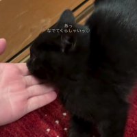 なでられる子猫