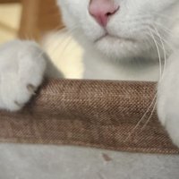猫の前足