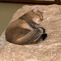 ふとんの上で寝る猫3