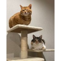 キャットタワーにいる猫
