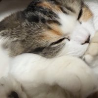 ふみふみタイム中の猫さん