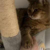 飼い主の手の上に前足を置いてそっぽを見る猫
