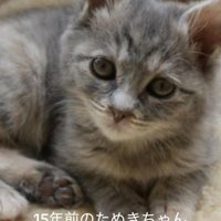 子猫の顔